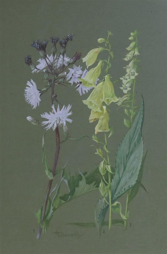 George Hemwell Illustration for Sub-Alpine Plants 1912 36 x 26cm